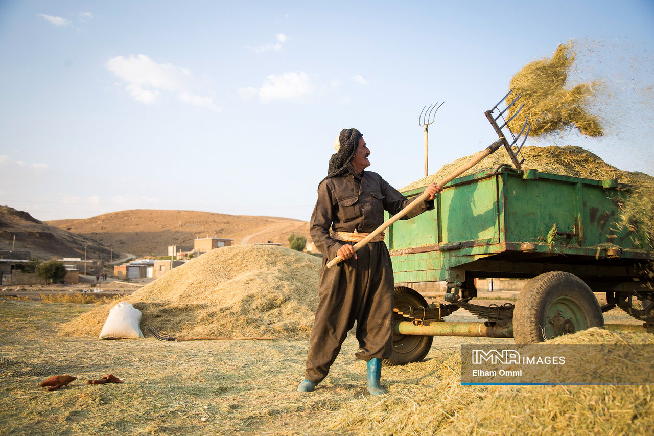 Iran Settles Debts to Farmers Amid Wheat Self-Sufficiency