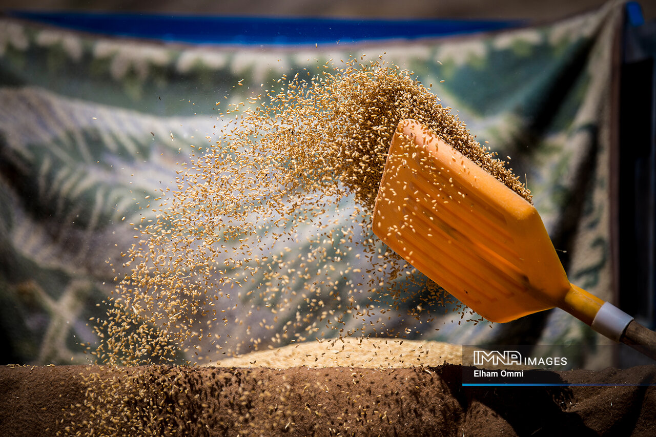 ردپای قیمت روی کیفیت گندم