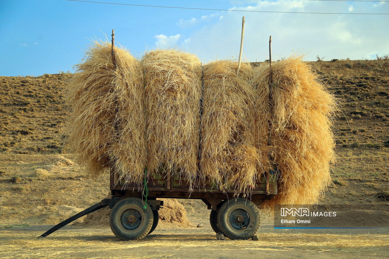 گندم در آزمون خاک و آسمان؛ امید به تولید در سایه خشکسالی