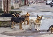 فعالیت ۱۰ تیم عملیاتی برای جمع‌آوری سگ‌های بلاصاحب در کرمانشاه
