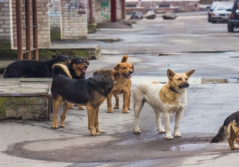 پَرسه سگ‌های بلاصاحب در خرم‌آباد / کنترل اصولی این حیوانات چگونه امکان‌پذیر است؟