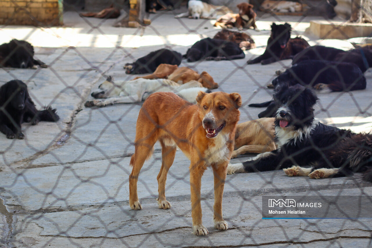 شهرداریها برای جمعآوری سگهای بلاصاحب چه کردهاند؟