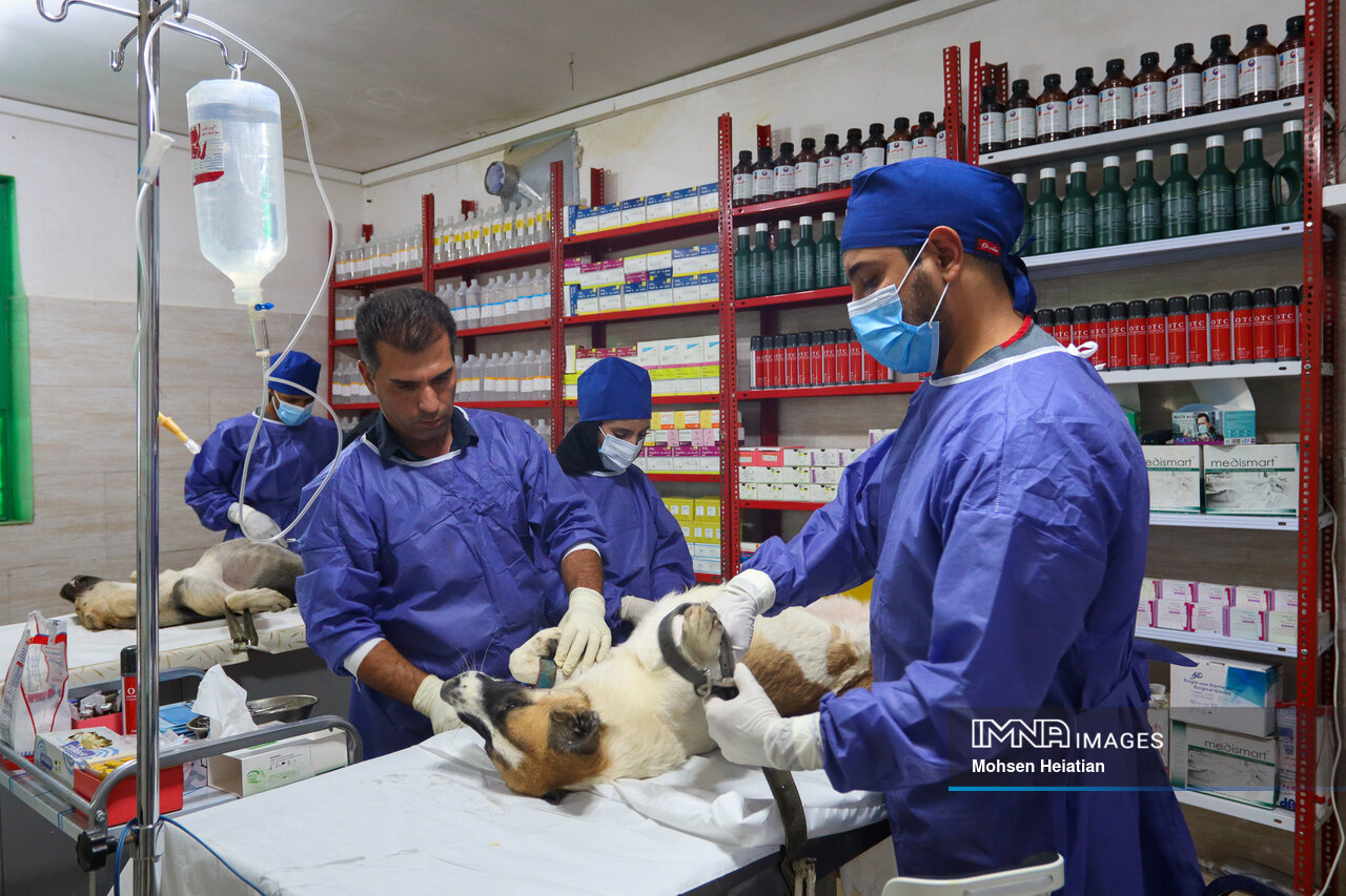 رکوردشکنی اصفهان در عقیم‌سازی سگ‌های بلاصاحب در کشور