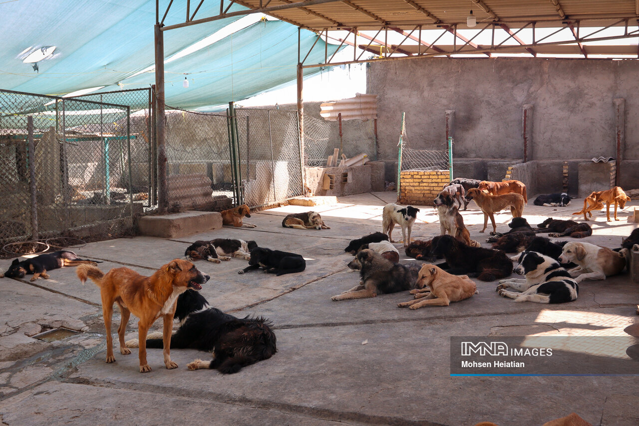 گره باز نشده سگهای ولگرد و بلاصاحب، همچنان قربانی میگیرد