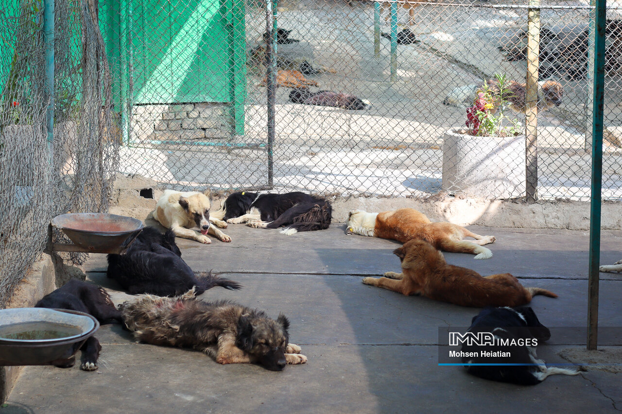 پَرسه سگهای بلاصاحب در خرمآباد / کنترل اصولی این حیوانات چگونه امکانپذیر است؟