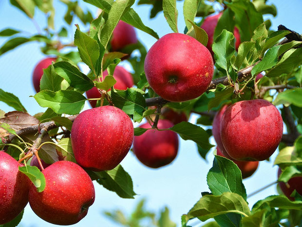 پیش‌بینی برداشت ۴۰ هزار تن سیب از اراضی باغی شهرستان دنا