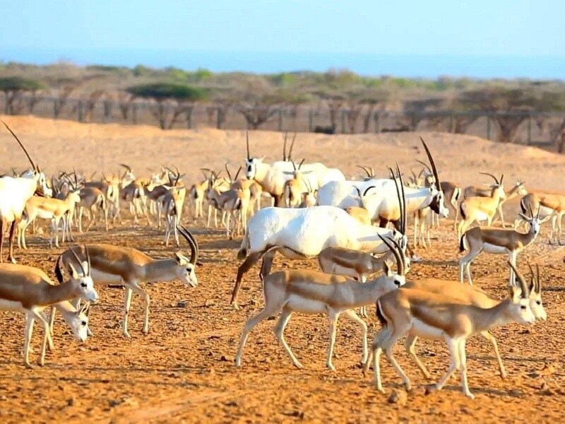 زیباترین جزایر کمترشناختهشده خاورمیانه