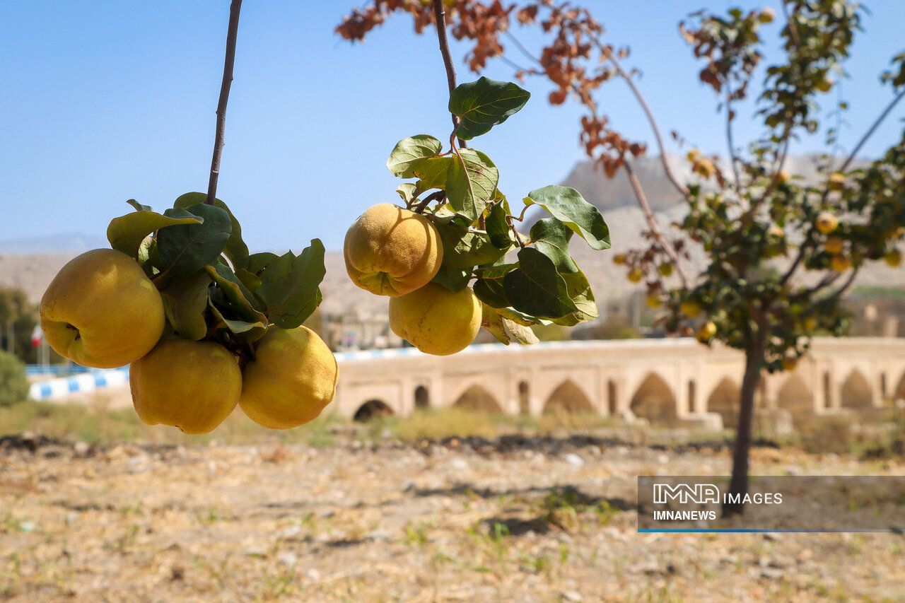برداشت میوه «به» در اصفهان