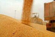 خرید گندم مازاد بر مصرف کشاورزان یزدی از مرز ۵۰۰۰ تن گذشت