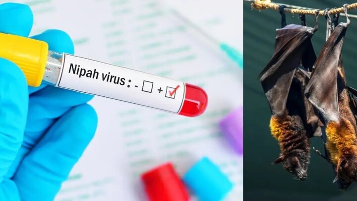 نیپا؛ ویروس جدید هندی (NiV) + علایم کشنده Nipah