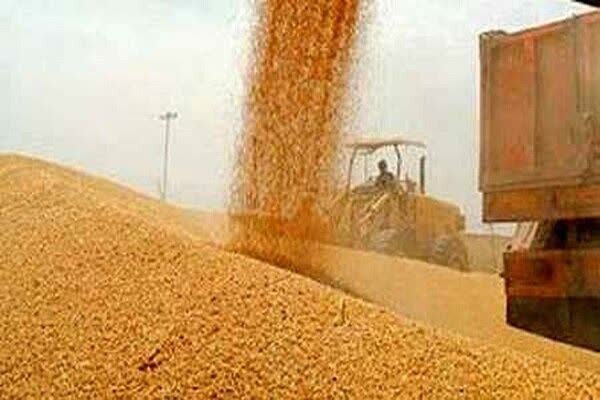 بیش از ۲۵۵ هزار تن گندم از کشاورزان استان مرکزی خریداری شد