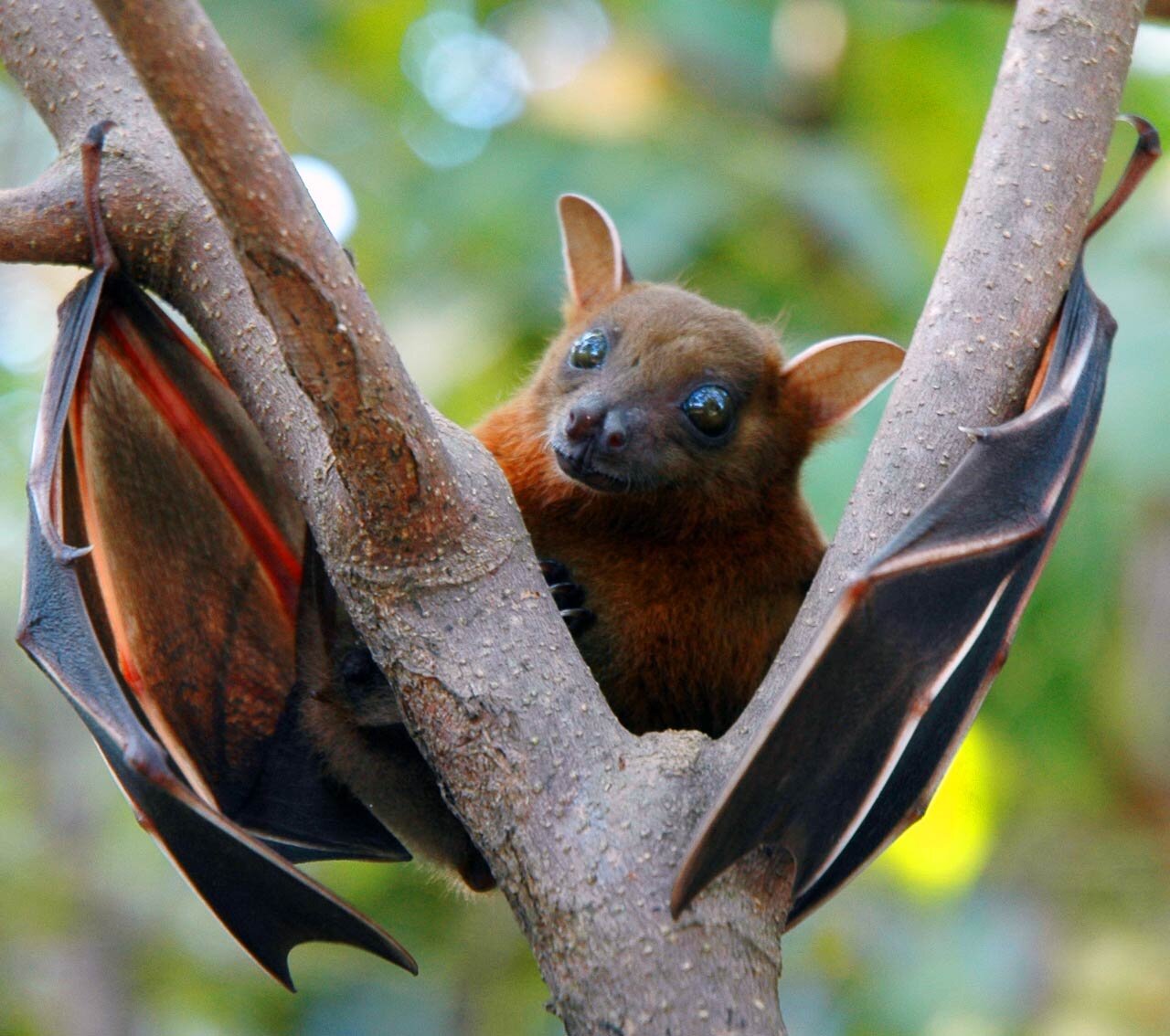 نیپا؛ ویروس جدید هندی (NiV) + علایم کشنده Nipah