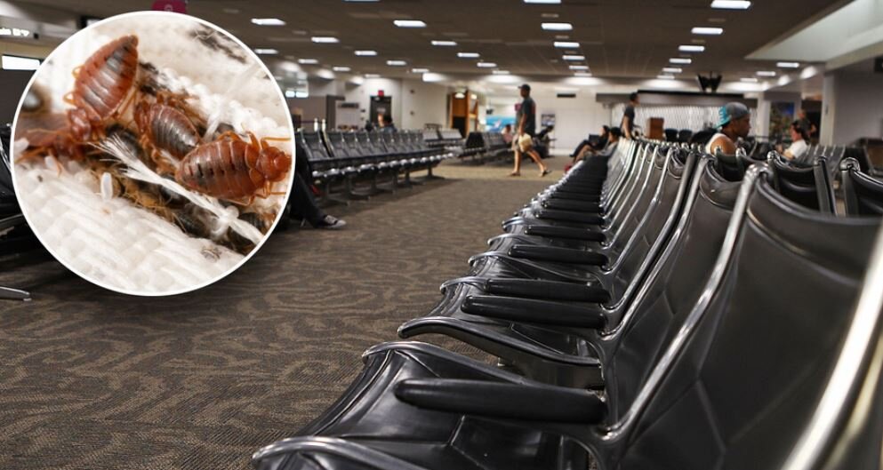 شهر لوکس اروپا درگیر هجوم ساسها