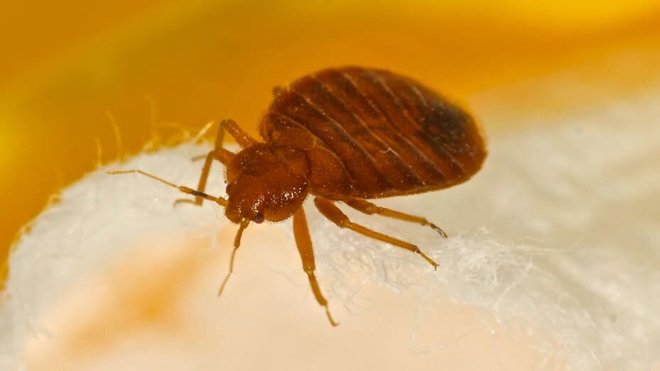 المپیک ۲۰۲۴ و مشکلات پیشروی پاریس