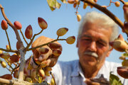 جشن ملی پسته در رفسنجان برگزار می‌شود