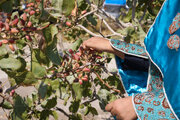 افزایش ۱۰۰۰ هکتاری سطح باغ‌های پسته سیستان‌ و بلوچستان
