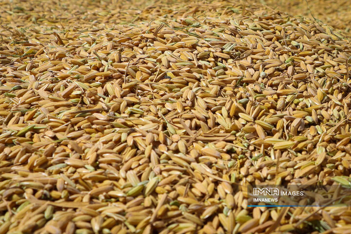 خرید حدود ۱۲ هزار تن برنج از کشاورزان مازندران