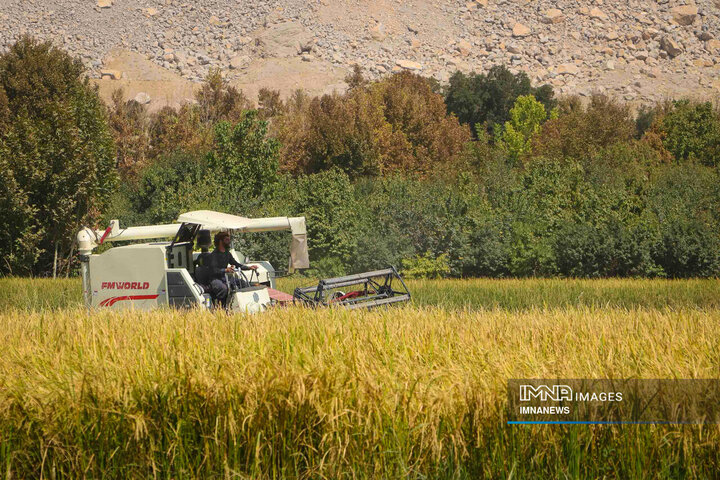 اعتبار ۴۰ هزار میلیارد ریالی دولت برای خرید برنج مازندران