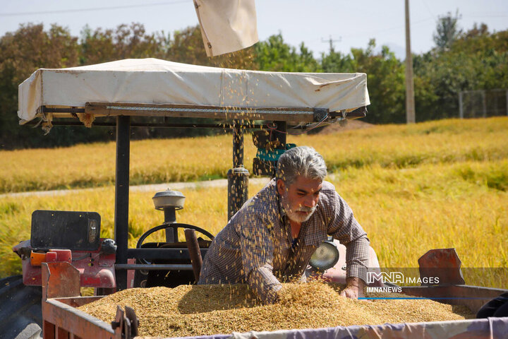 خرید توافقی برنج در مازندران به زودی آغاز می‌شود