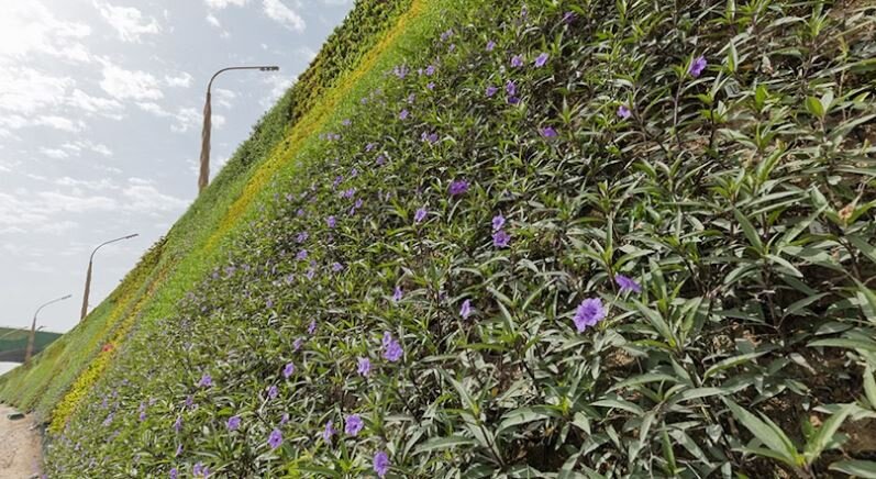 ابتکار جالب شهر بلژیکی در تعیین نماد / قطر میزبان بزرگ‌ترین دیوار سبز جهان