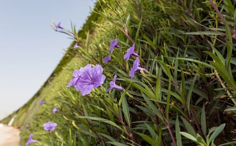 قطر، میزبان بزرگترین دیوار سبز جهان