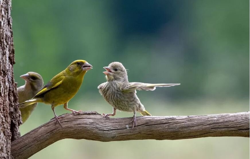 فینالیستهای مسابقه عکاسی کمدی حیات وحش ۲۰۲۳ اعلام شد