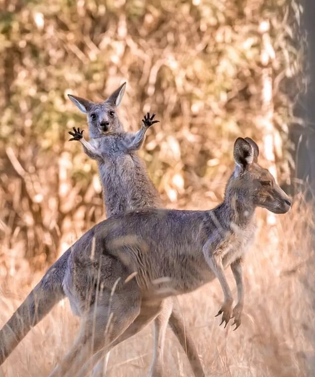 فینالیستهای مسابقه عکاسی کمدی حیات وحش ۲۰۲۳ اعلام شد