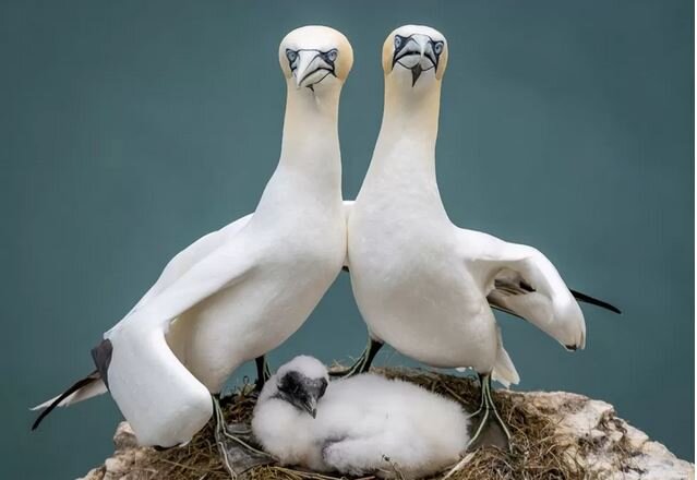 فینالیستهای مسابقه عکاسی کمدی حیات وحش ۲۰۲۳ اعلام شد