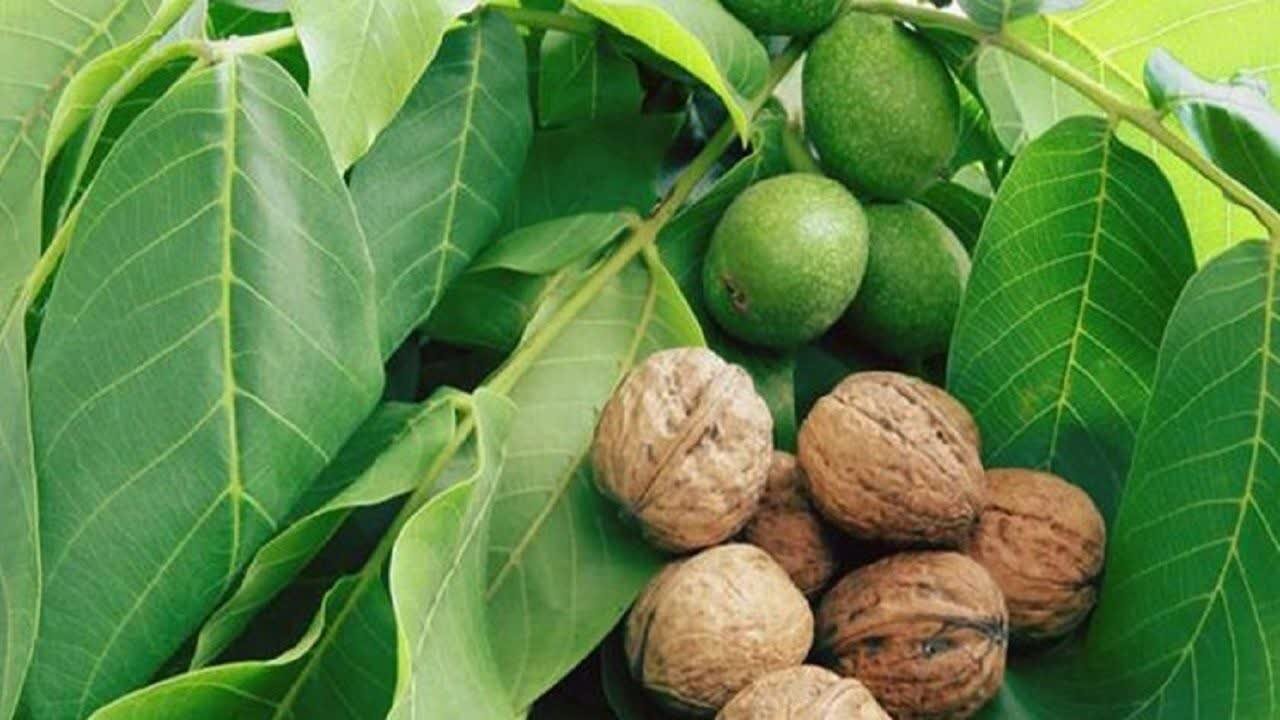 برگزاری اولین جشنواره منطقهای گردو در بانه