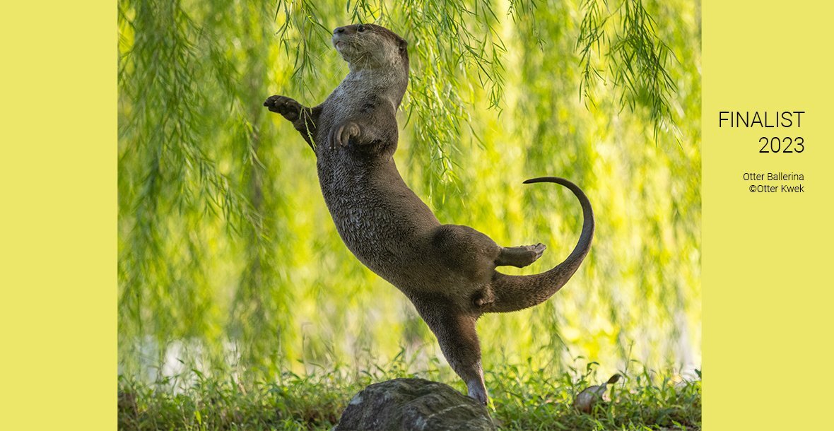 IMNA Comedy Wildlife Photography Awards 2025