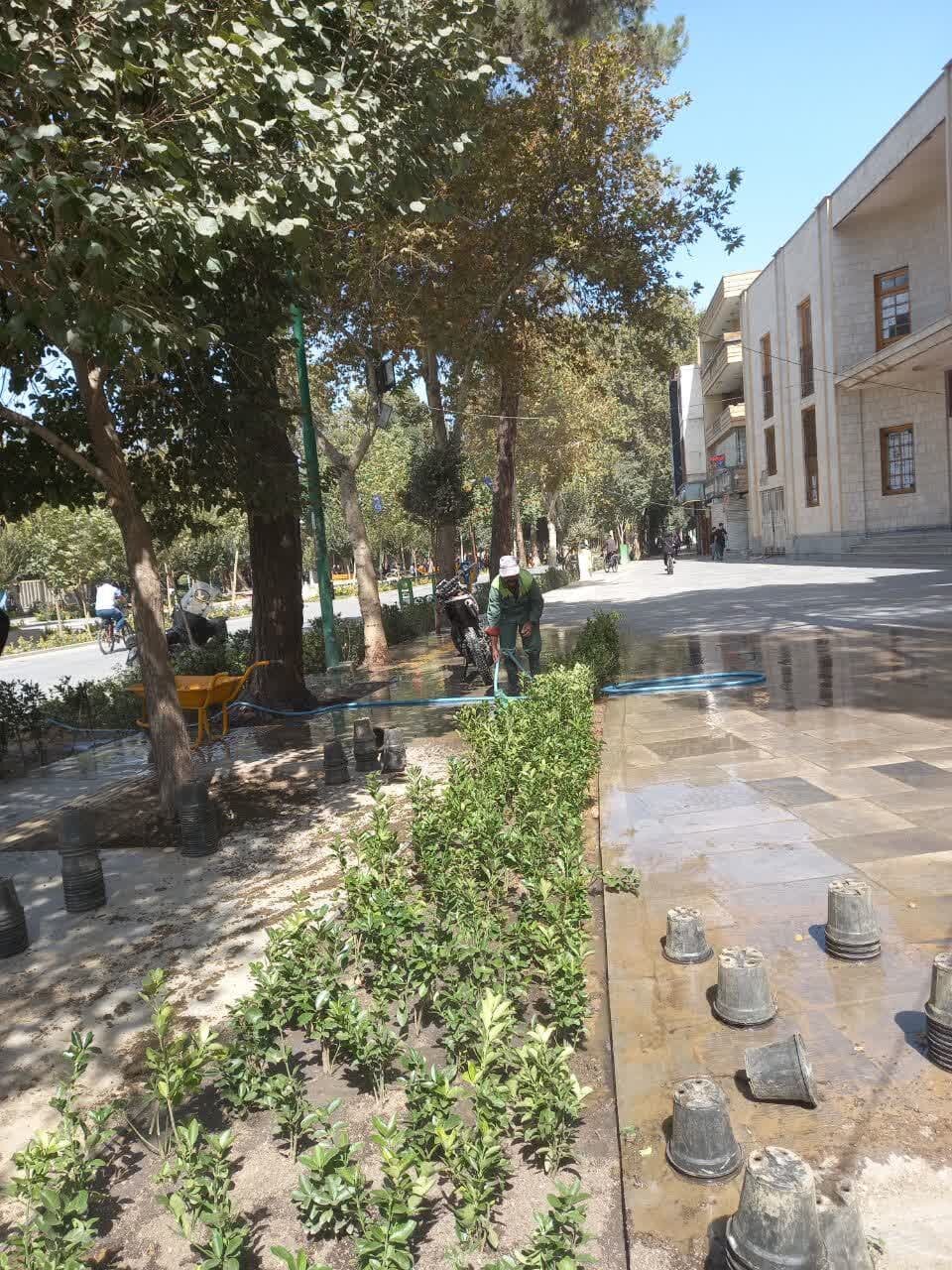 کاشت ۳۰ هزار شمشاد طلایی در چهارباغ عباسی