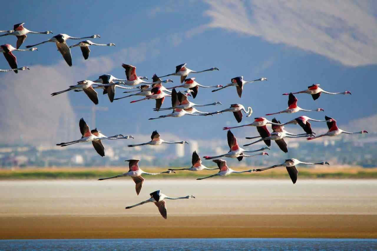 حفظ حقابه تالابها در راستای حفاظت از پرندگان/ چه مخاطراتی پرندگان مهاجر را تهدید میکند؟