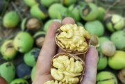 کاهش ۳۵ درصدی برداشت محصول گردو از باغات شهرستان کاشان