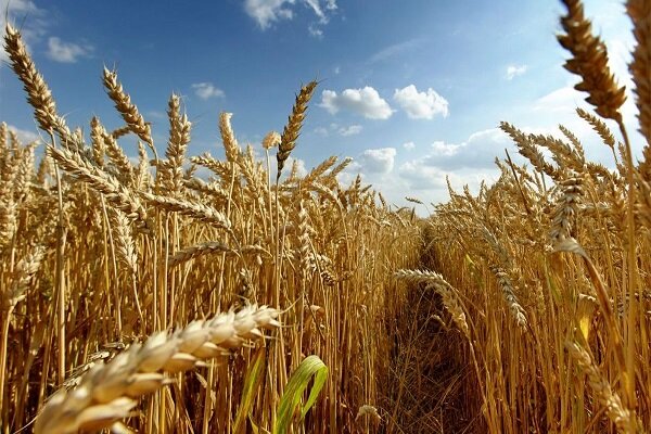 تولید ۴۰۰ هزار تن گندم در ایلام