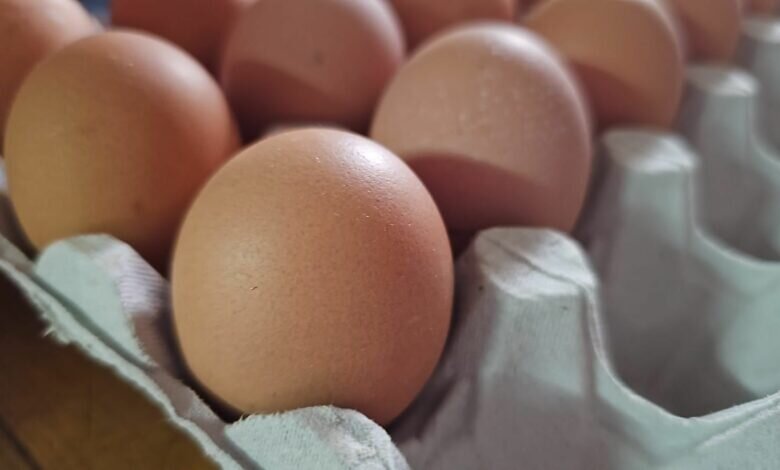 تورم نگرانکننده تخممرغ در سطح جهان