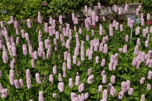 گنج سبز خراسان شمالی/ ظرفیتی که توجه بیشتری میطلبد