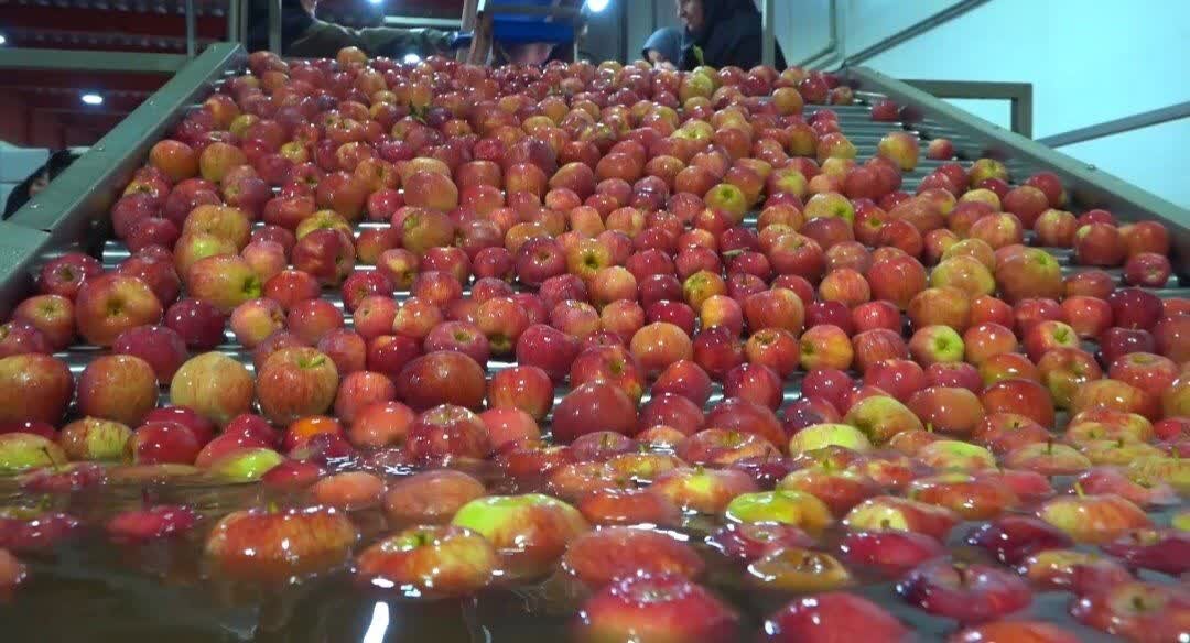پیش‌بینی برداشت ۱۸۵ هزار تن سیب درختی در سمیرم