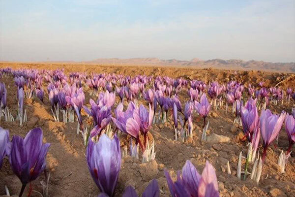 افزایش سطح زیرکشت زعفران در استان یزد به ۷۵۰ هکتار