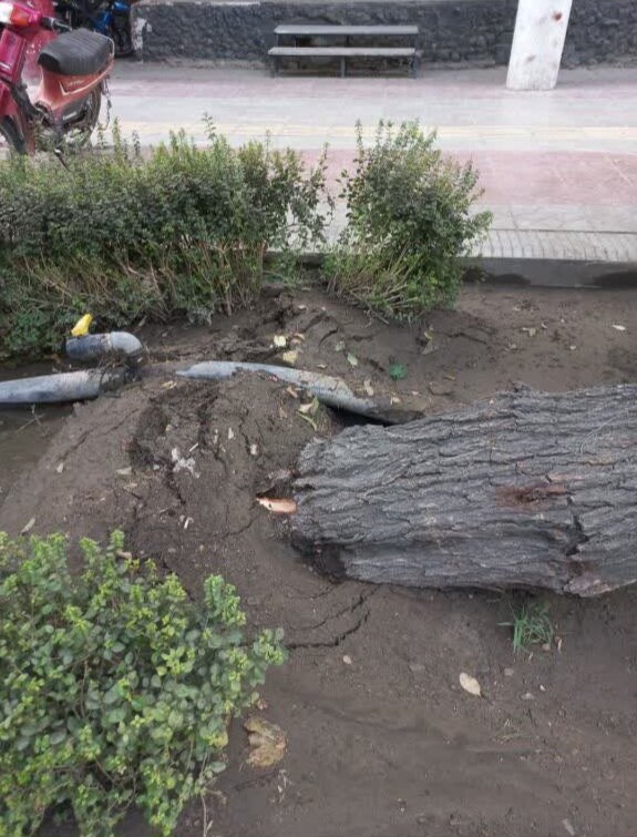 سقوط درخت روی خودرو در چهارباغ پایین اصفهان