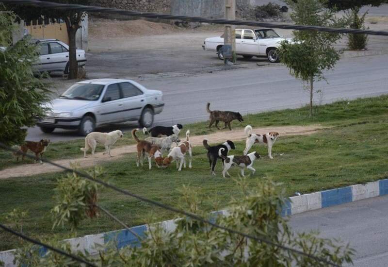 پَرسه سگهای بلاصاحب در خرمآباد / کنترل اصولی این حیوانات چگونه امکانپذیر است؟