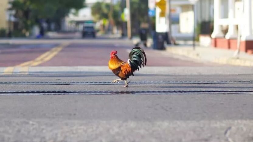 عجیبترین قوانین شهرهای جهان