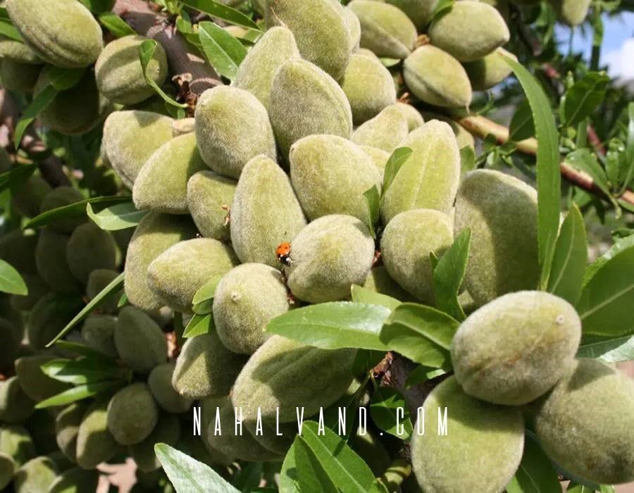 تجارتی پررونق با احداث باغ تجاری بادام داشته باشید