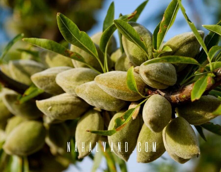 تجارتی پررونق با احداث باغ تجاری بادام داشته باشید