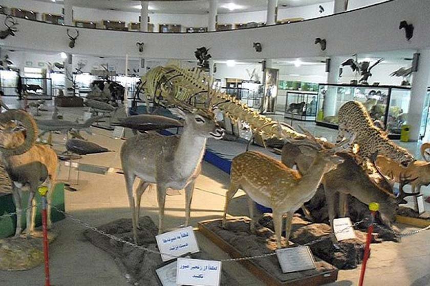 گرد فراموشی ۲۰ ساله بر موزه تاریخ طبیعی کهگیلویه و بویراحمد