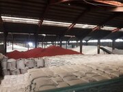 ۵۰ درصد بذر گندم گلستان در تعاونی روستایی تولید می‌شود