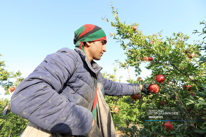 Harvesting Nature's Gems: Timeless Tradition of Pomegranate Gathering in Iran's Saveh Region