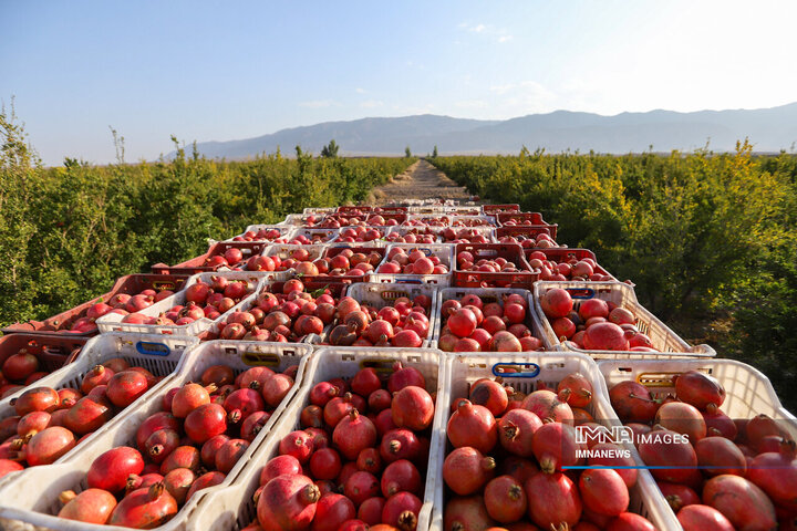 Harvesting Nature's Gems: Timeless Tradition of Pomegranate Gathering in Iran's Saveh Region