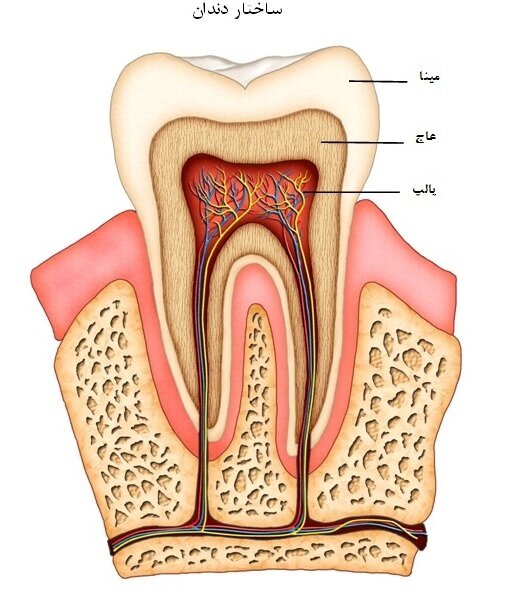 دندان 
