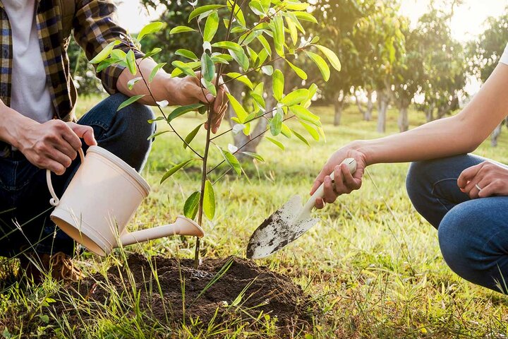 کاشت ۱۰ هزار اصله درخت در کهگیلویه و بویراحمد آغاز شد