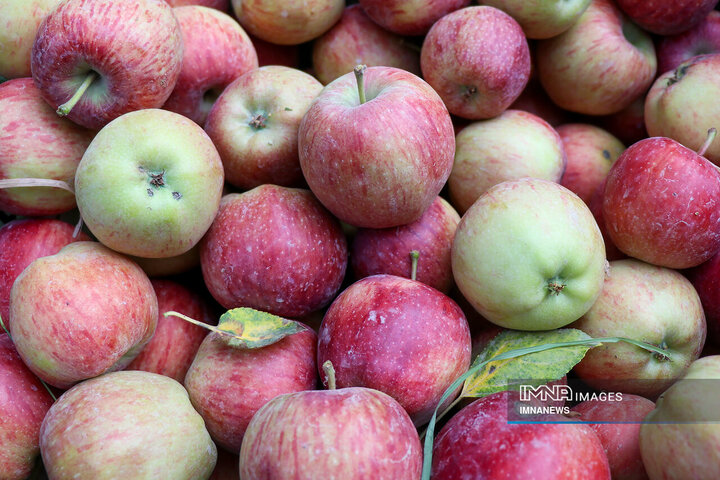ضوابط جدید برای صادرکنندگان سیب درختی